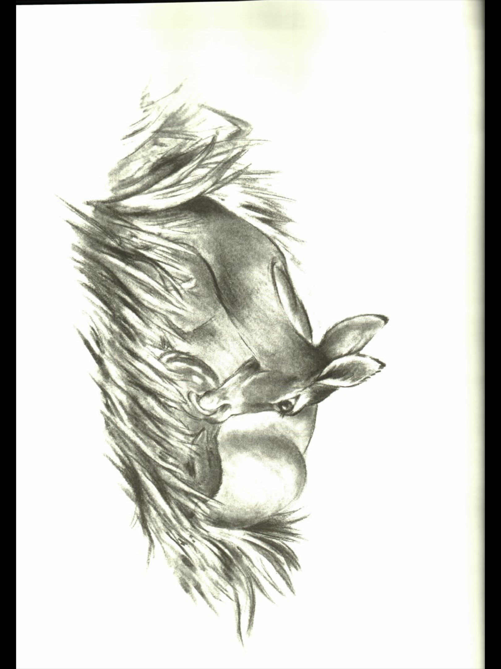 小鹿斑比剧照的剧照