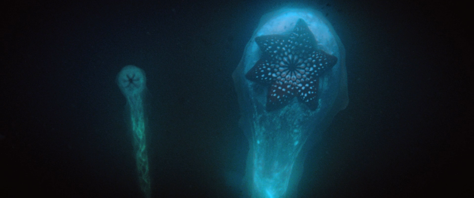 海热剧照的剧照