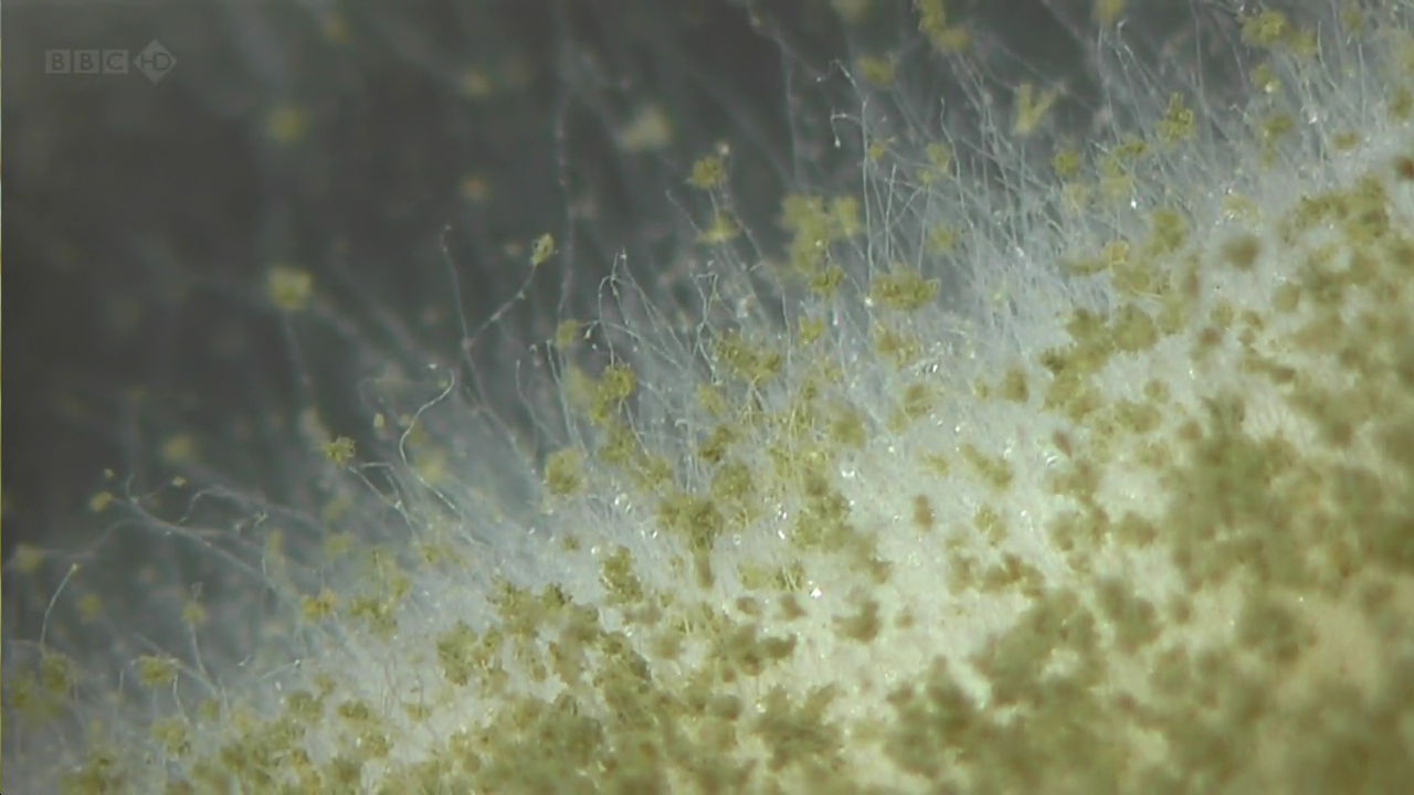 生命循环：奇异的腐烂科学剧照的剧照