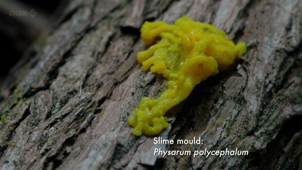 生命循环：奇异的腐烂科学剧照的剧照