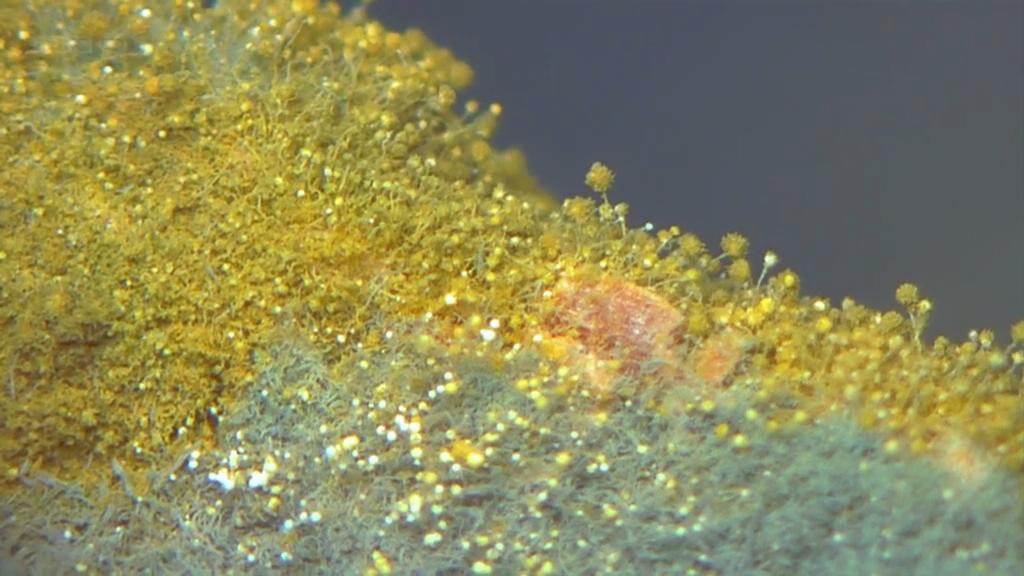 生命循环：奇异的腐烂科学剧照的剧照