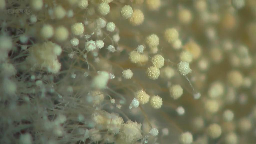 生命循环：奇异的腐烂科学剧照的剧照