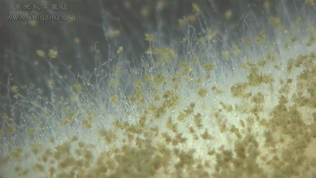 生命循环：奇异的腐烂科学剧照的剧照