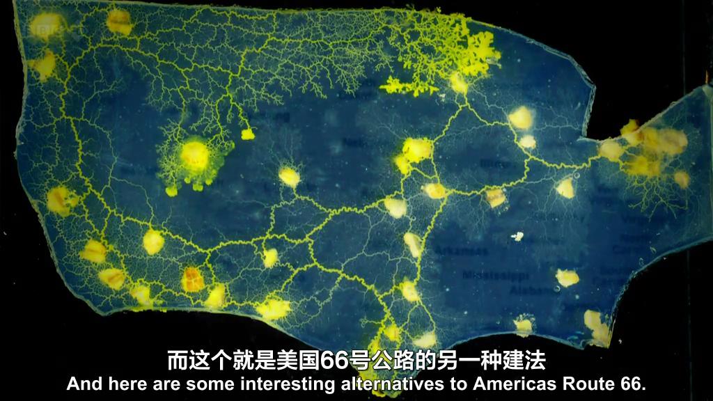 生命循环：奇异的腐烂科学剧照的剧照