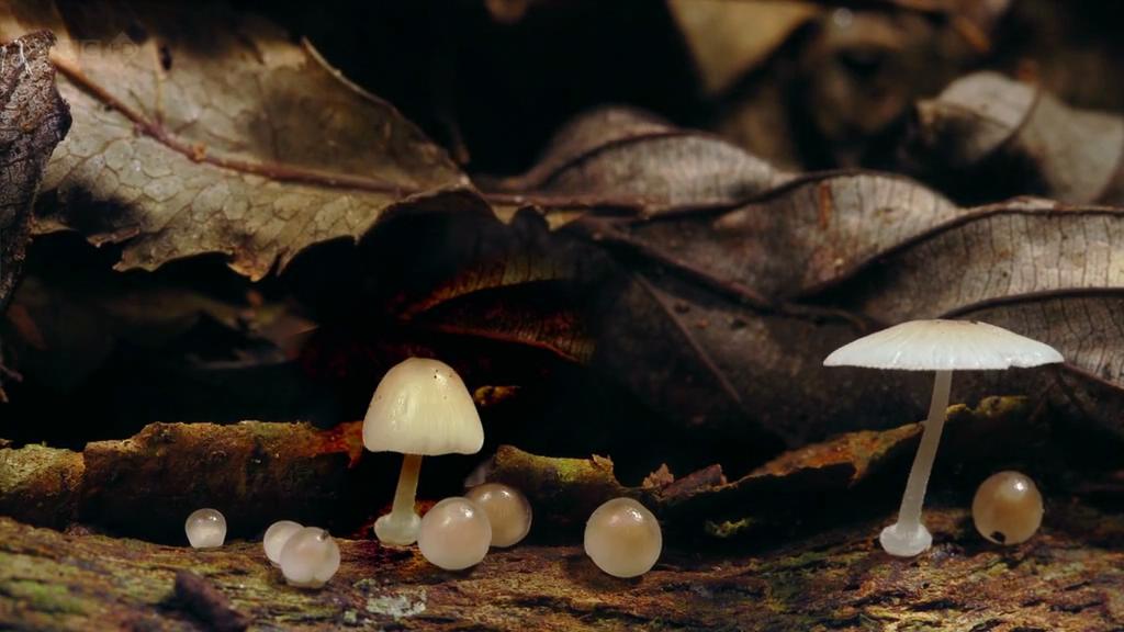 生命循环：奇异的腐烂科学剧照的剧照