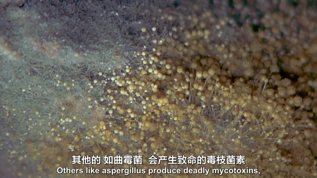 生命循环：奇异的腐烂科学剧照的剧照