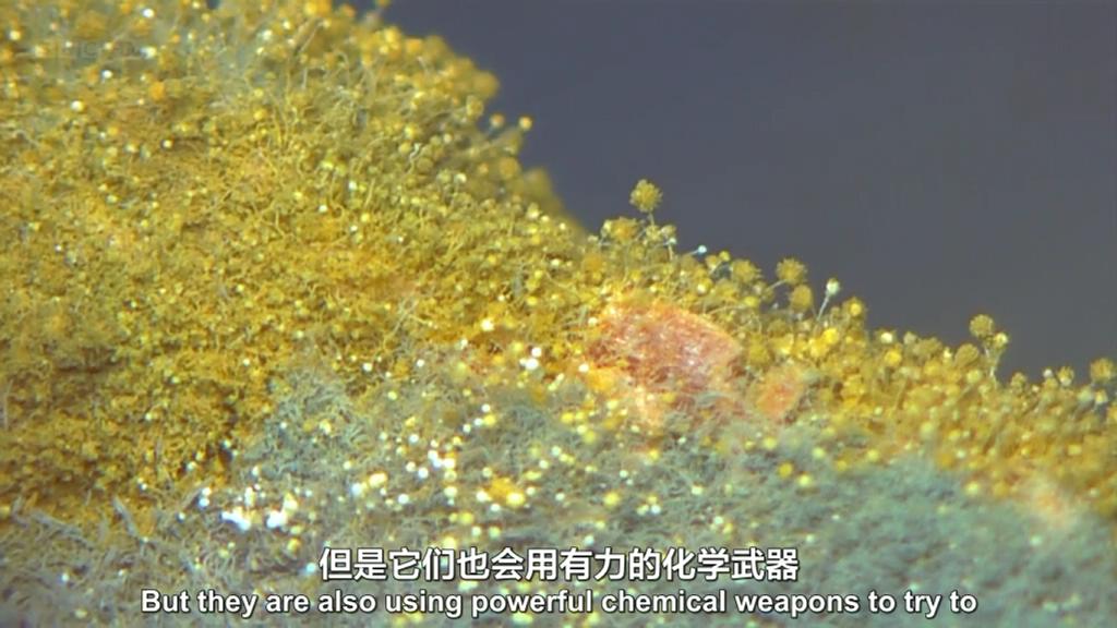 生命循环：奇异的腐烂科学剧照的剧照