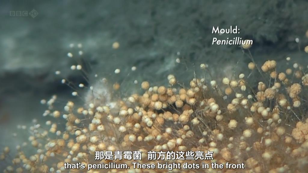 生命循环：奇异的腐烂科学剧照的剧照