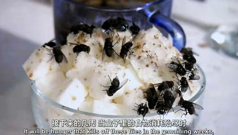 生命循环：奇异的腐烂科学剧照的剧照