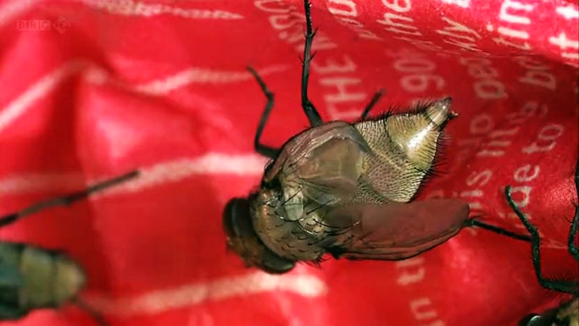 生命循环：奇异的腐烂科学剧照的剧照