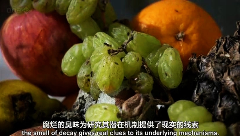 生命循环：奇异的腐烂科学剧照的剧照