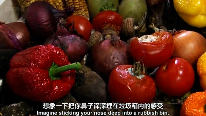 生命循环：奇异的腐烂科学剧照的剧照