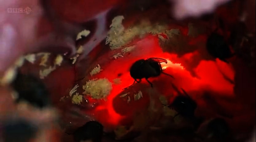 生命循环：奇异的腐烂科学剧照的剧照