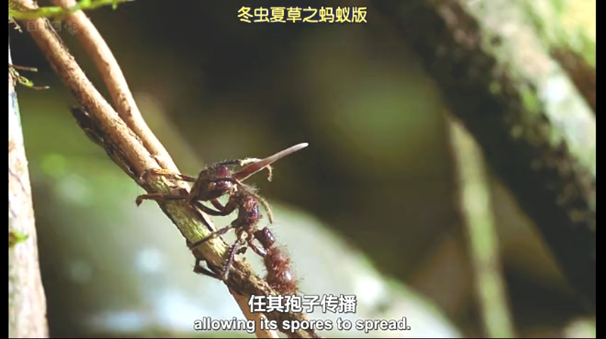 生命循环：奇异的腐烂科学剧照的剧照