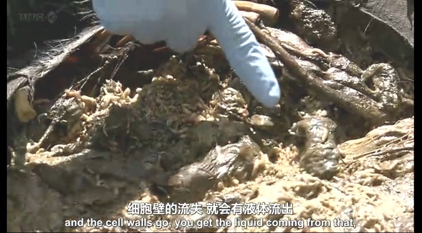 生命循环：奇异的腐烂科学剧照的剧照