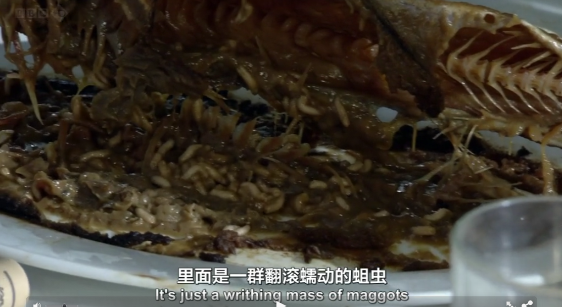 生命循环：奇异的腐烂科学剧照的剧照