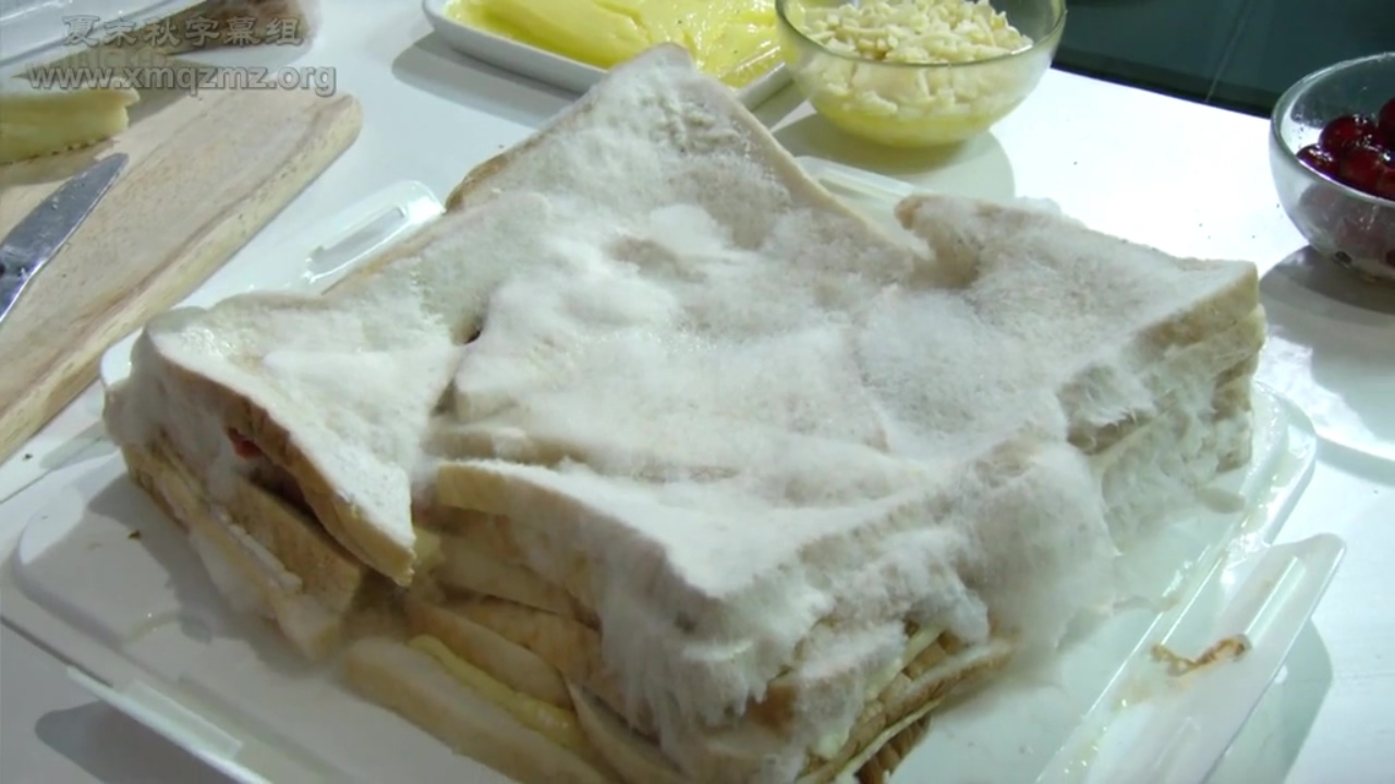 生命循环：奇异的腐烂科学剧照的剧照