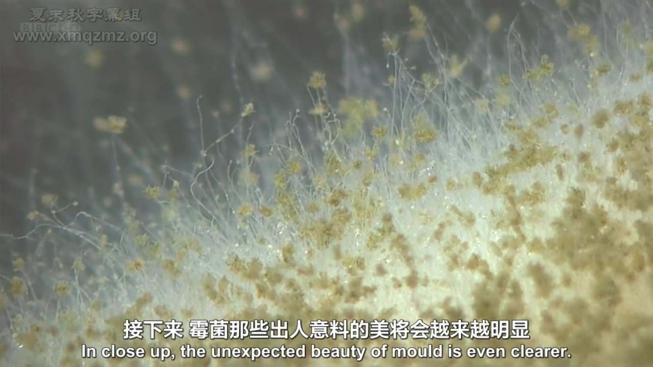 生命循环：奇异的腐烂科学剧照的剧照