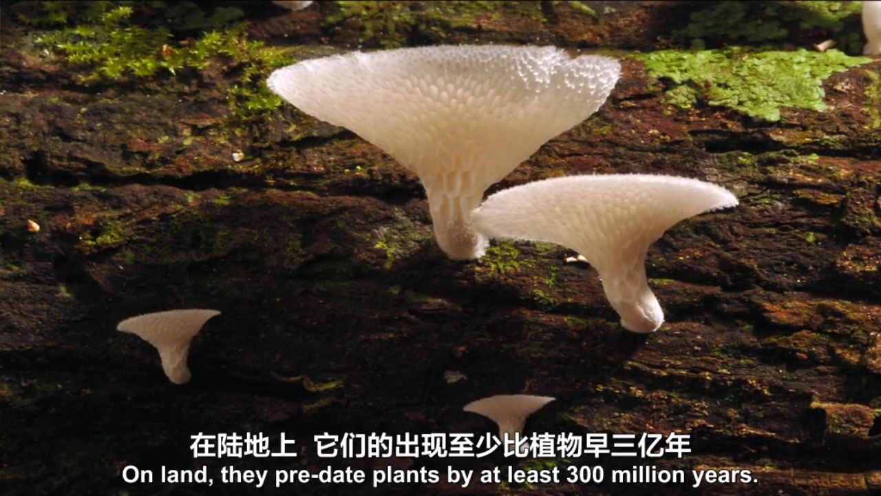 生命循环：奇异的腐烂科学剧照的剧照