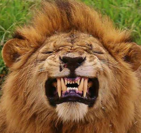 狮口惊魂剧照的剧照