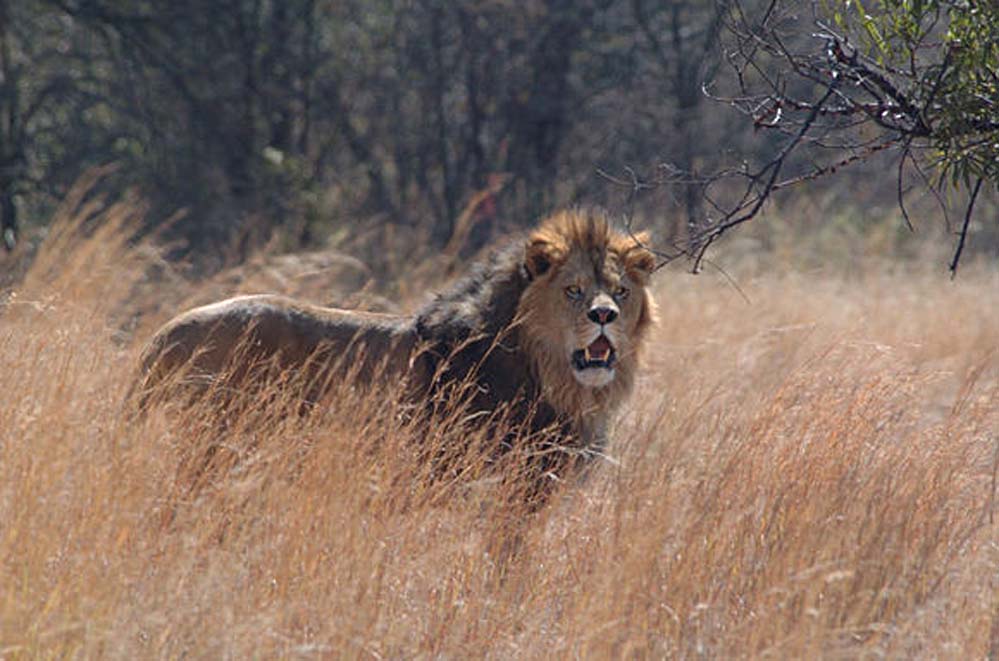 狮口惊魂剧照的剧照