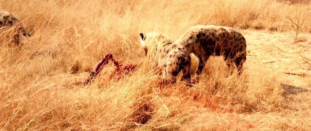 狮口惊魂剧照的剧照