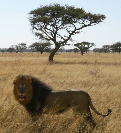 狮口惊魂剧照的剧照