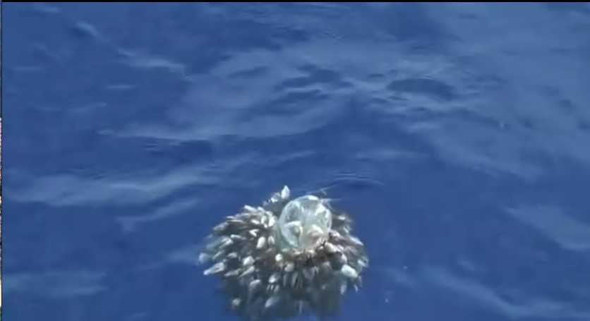 塑料成瘾剧照的剧照