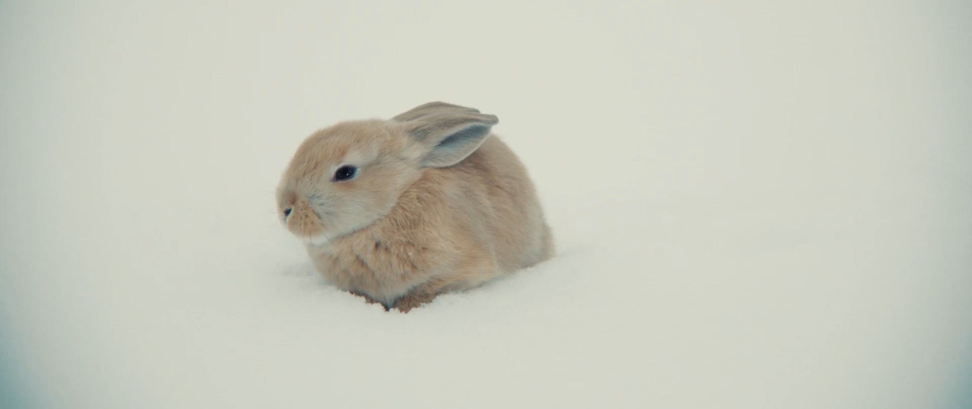 宝藏猎人久美子剧照的剧照