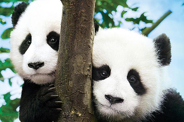 大熊猫的生活剧照的剧照