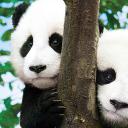 大熊猫的生活剧照