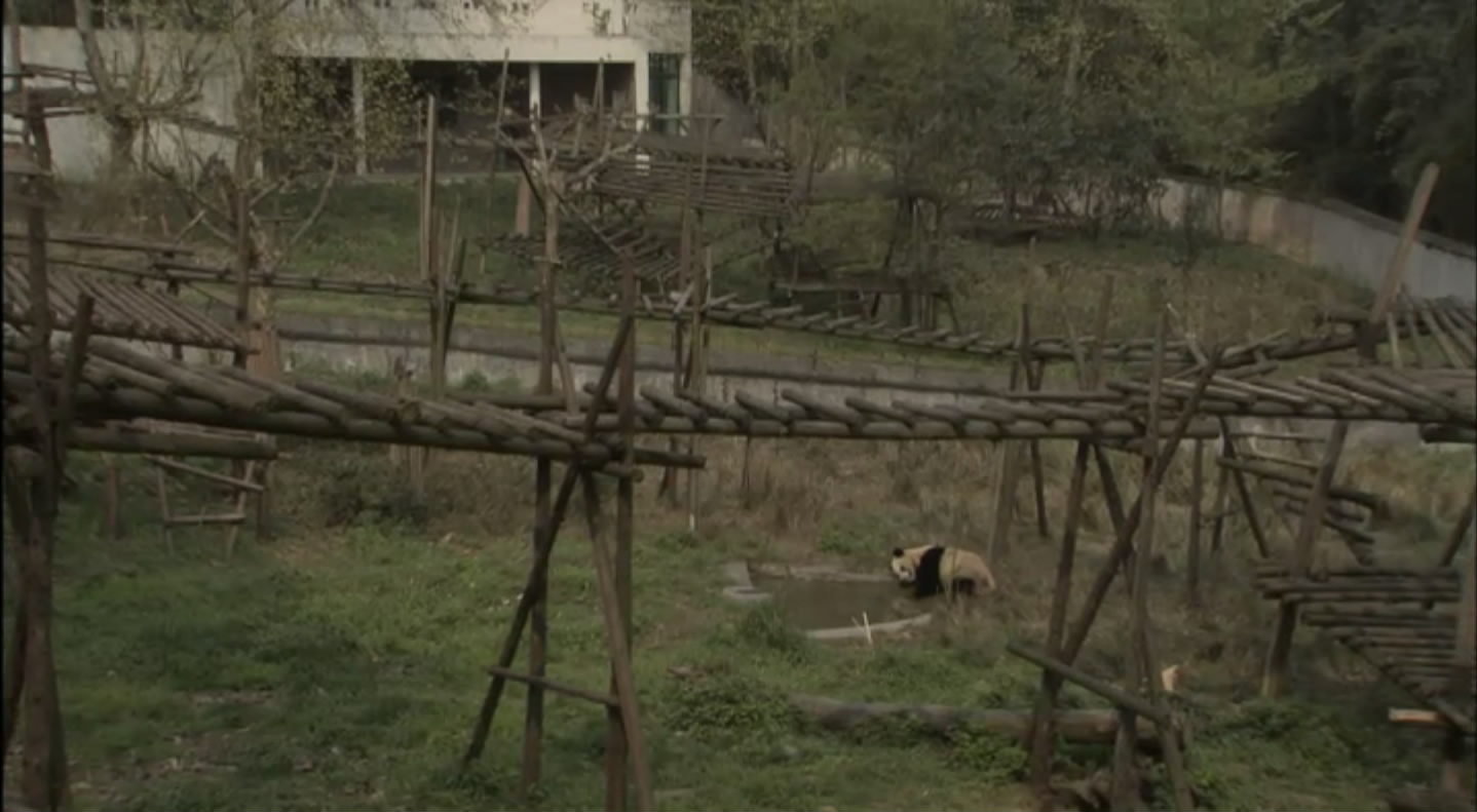 大熊猫的生活剧照的剧照