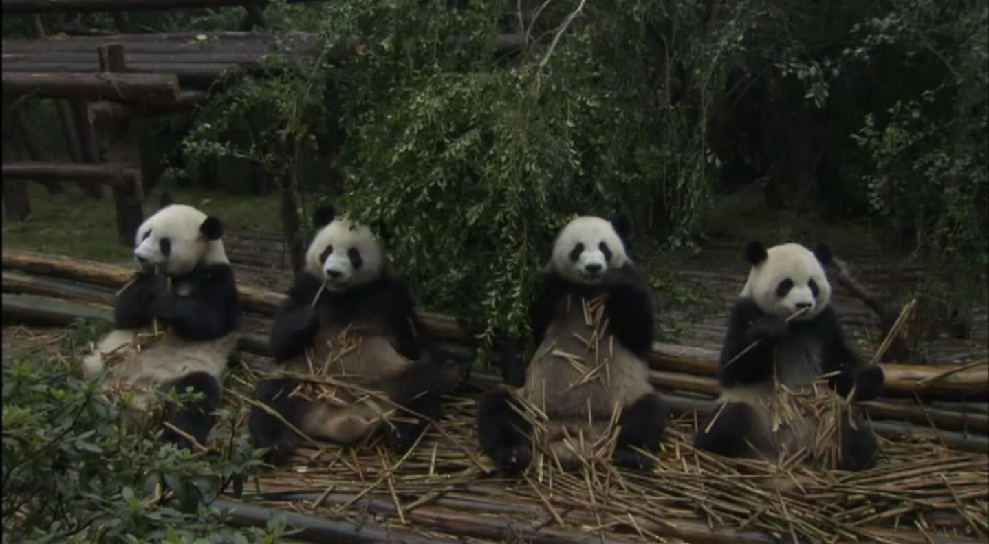 大熊猫的生活剧照的剧照