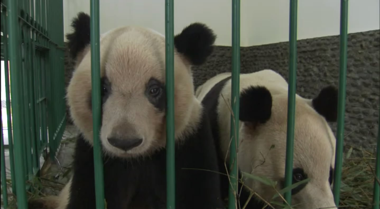 大熊猫的生活剧照的剧照