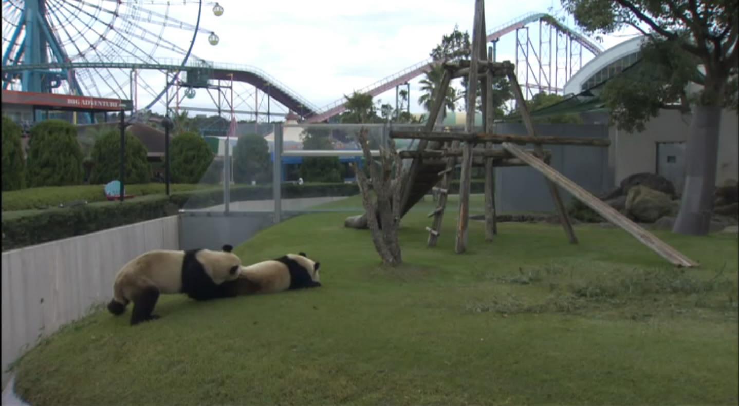 大熊猫的生活剧照的剧照