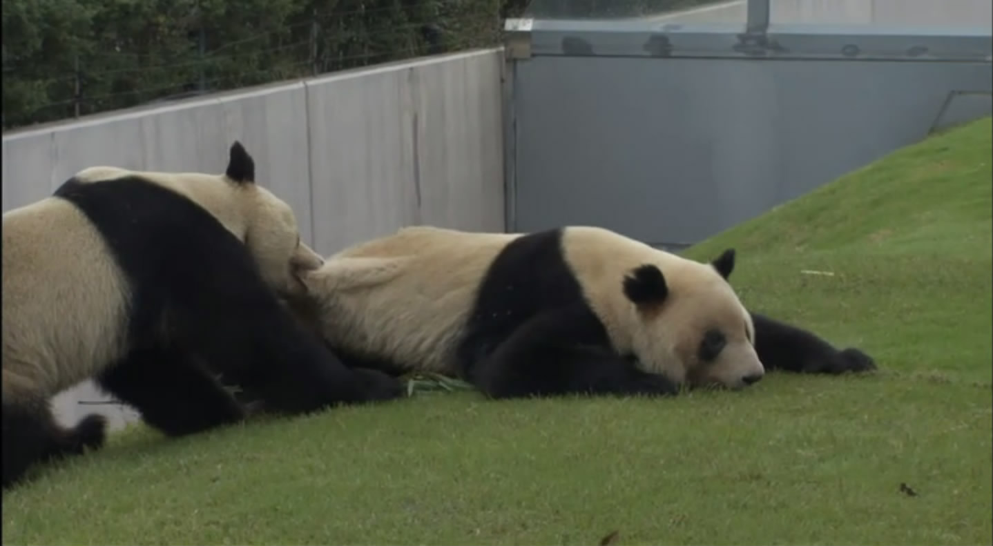 大熊猫的生活剧照的剧照