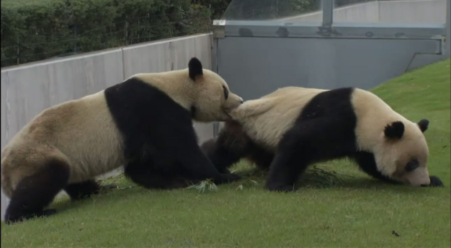 大熊猫的生活剧照的剧照
