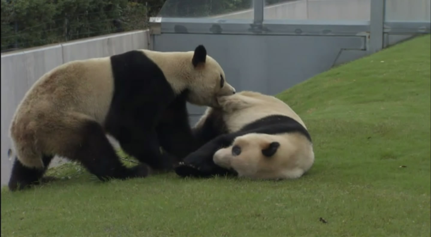 大熊猫的生活剧照的剧照