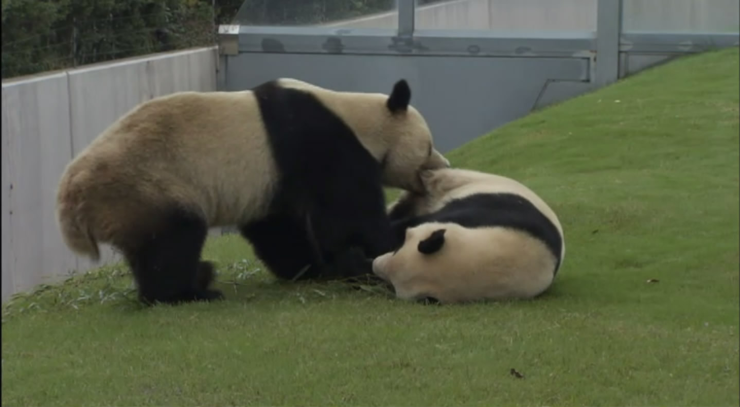 大熊猫的生活剧照的剧照