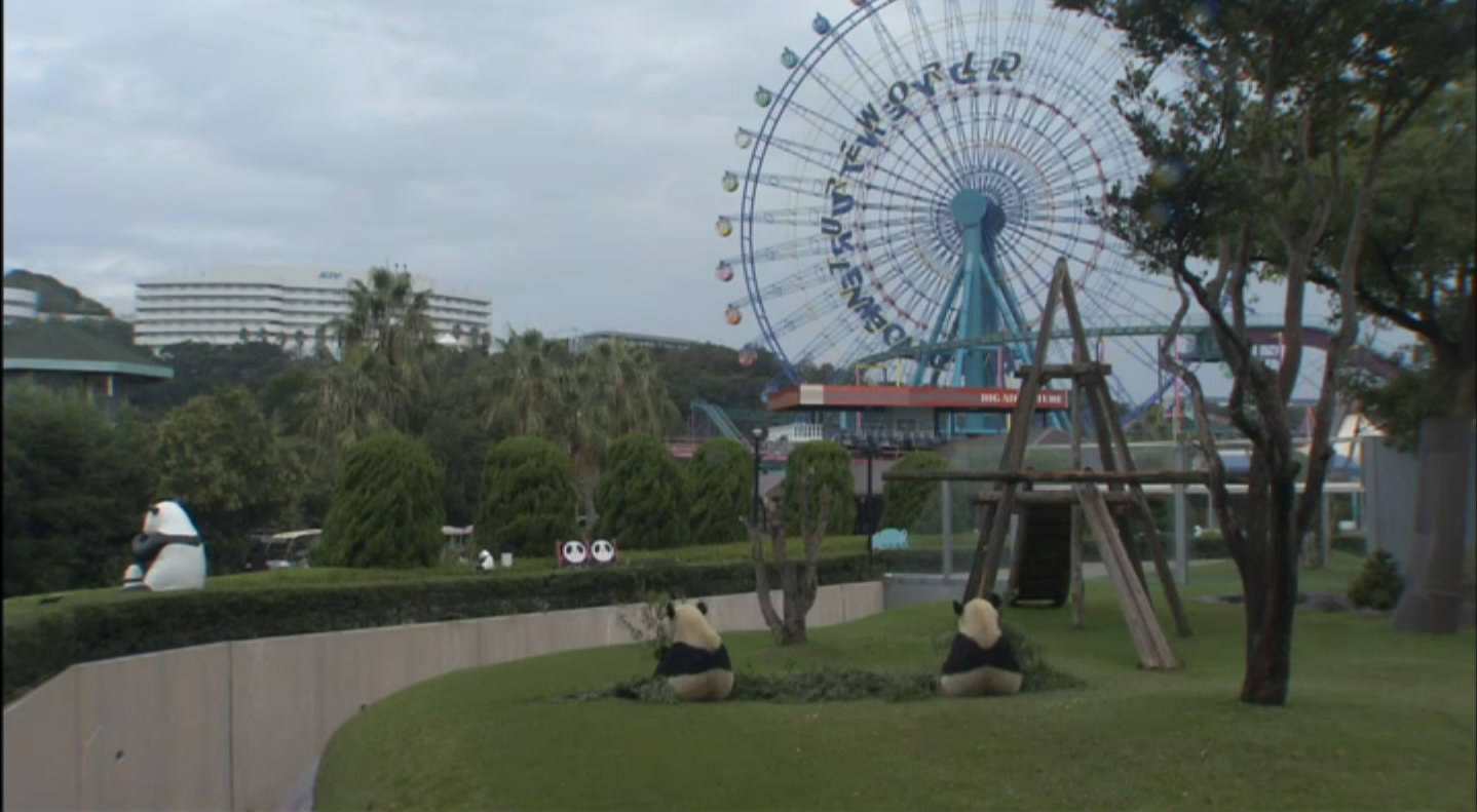 大熊猫的生活剧照的剧照