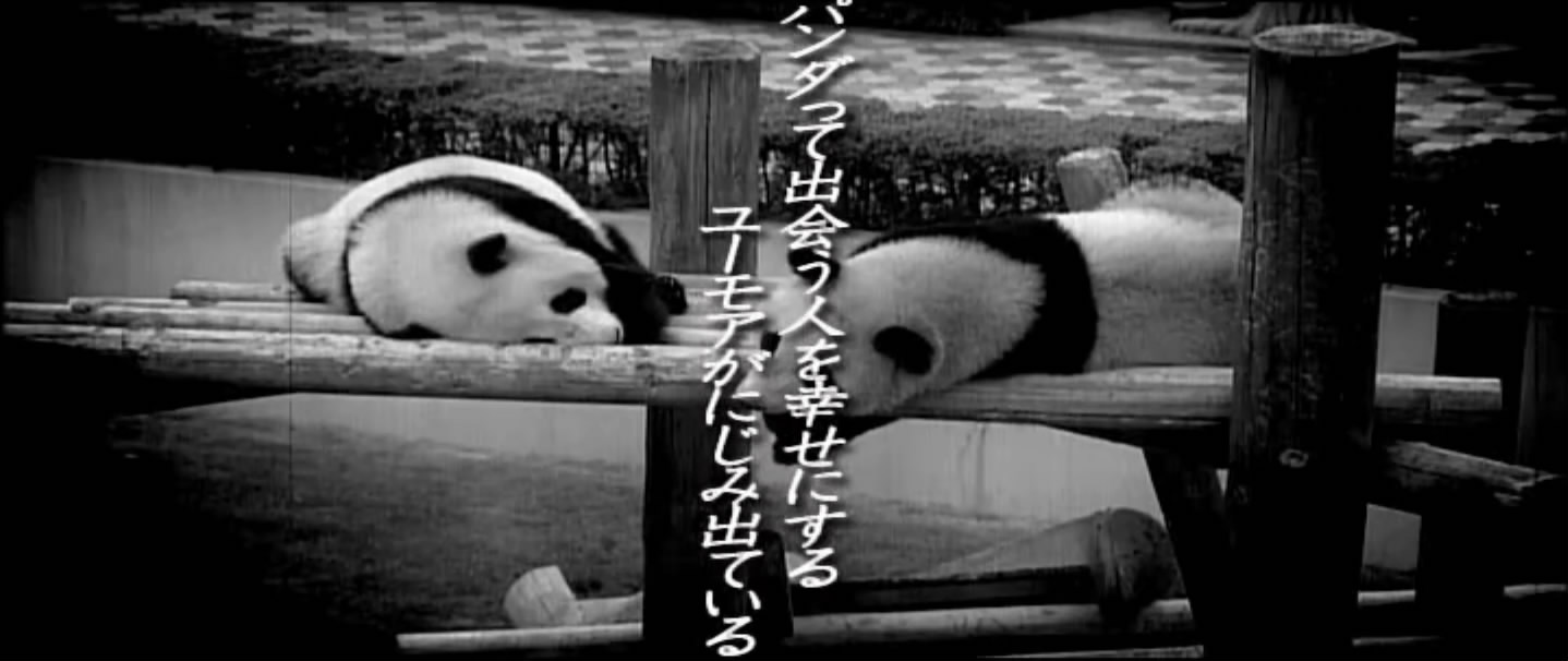 大熊猫的生活剧照的剧照