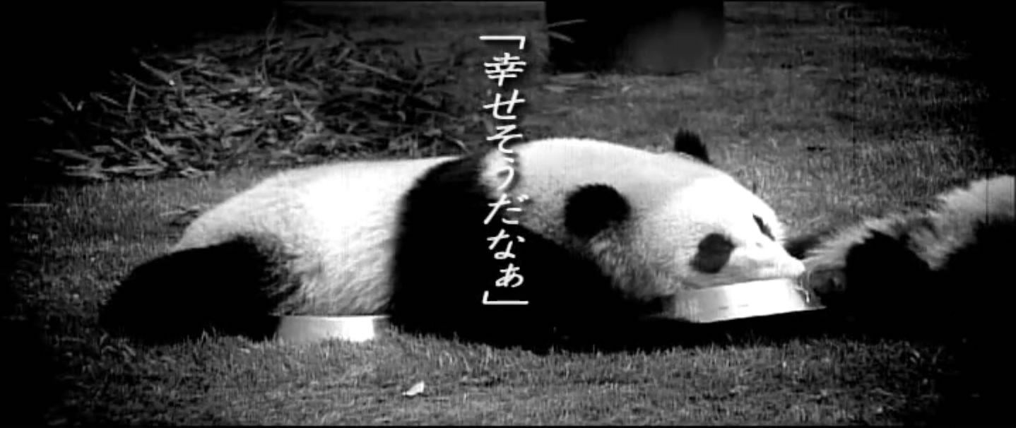 大熊猫的生活剧照的剧照