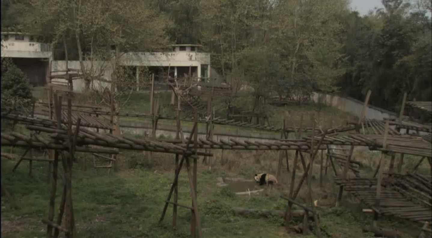 大熊猫的生活剧照的剧照