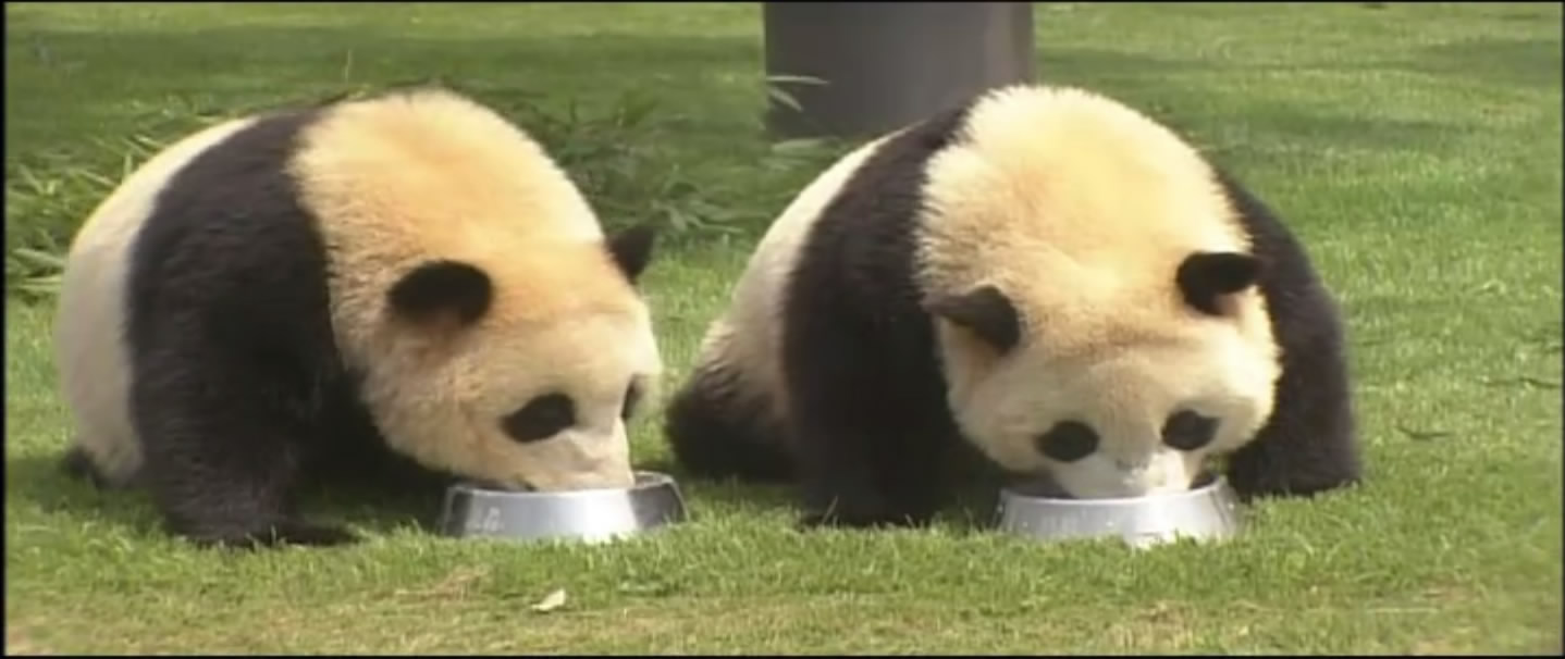 大熊猫的生活剧照的剧照