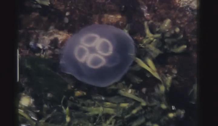 黑暗灵魂剧照的剧照