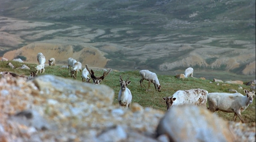 大北方剧照的剧照