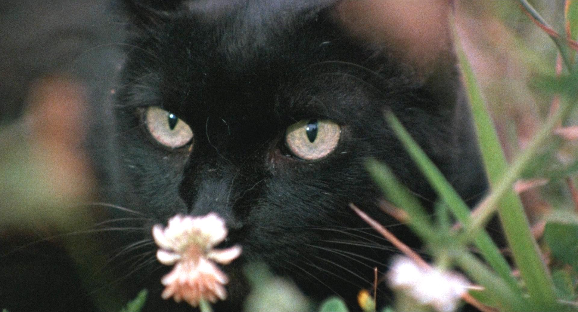 猛鬼故事剧照的剧照