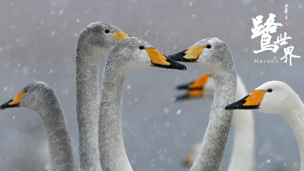 鹭世界剧照的剧照