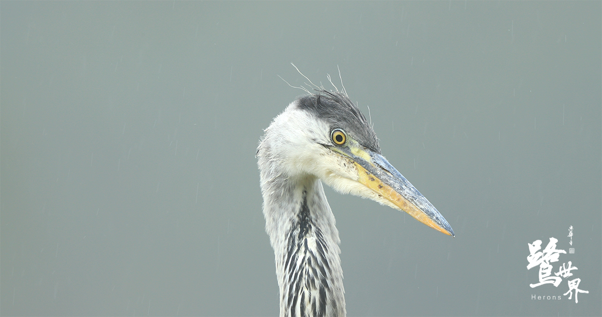 鹭世界剧照的剧照