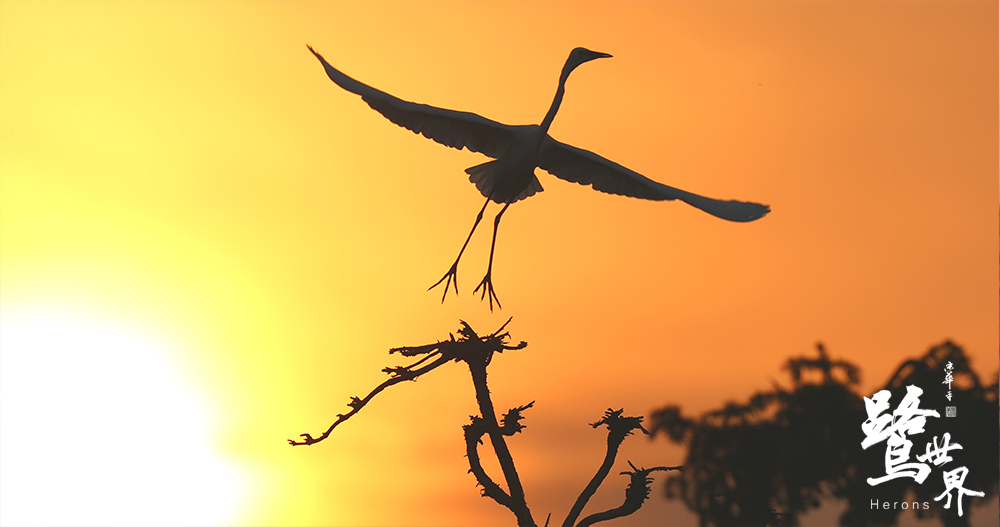 鹭世界剧照的剧照